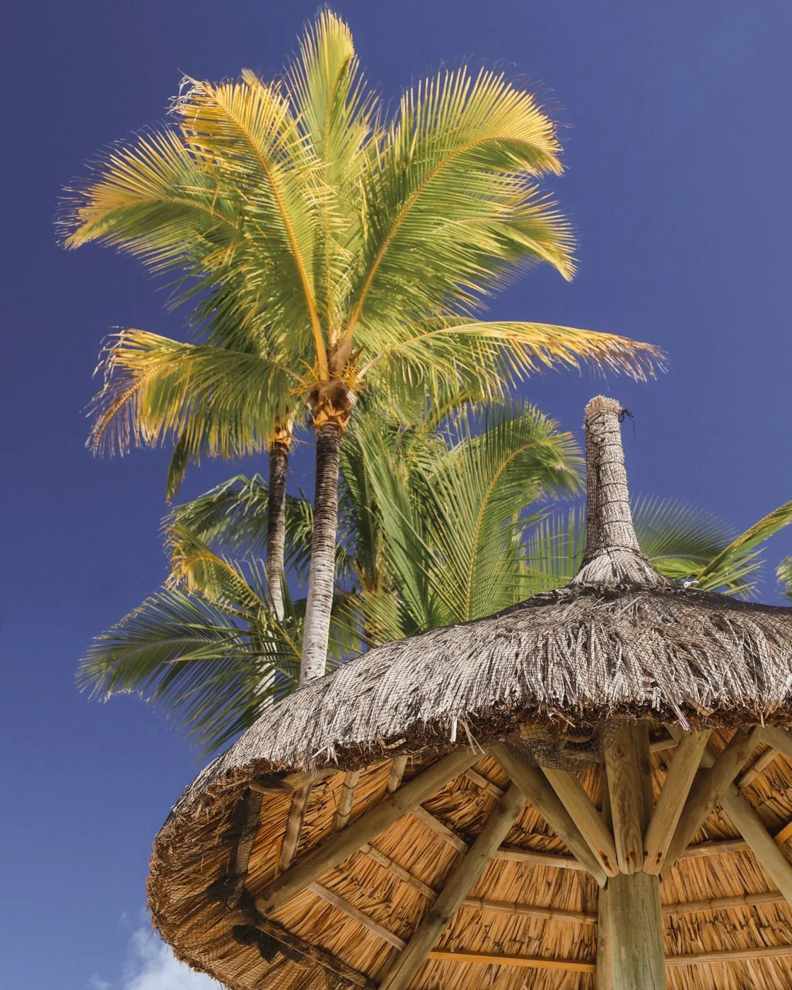 Palmier et paillote vus d'en bas, Preskil Island Resort